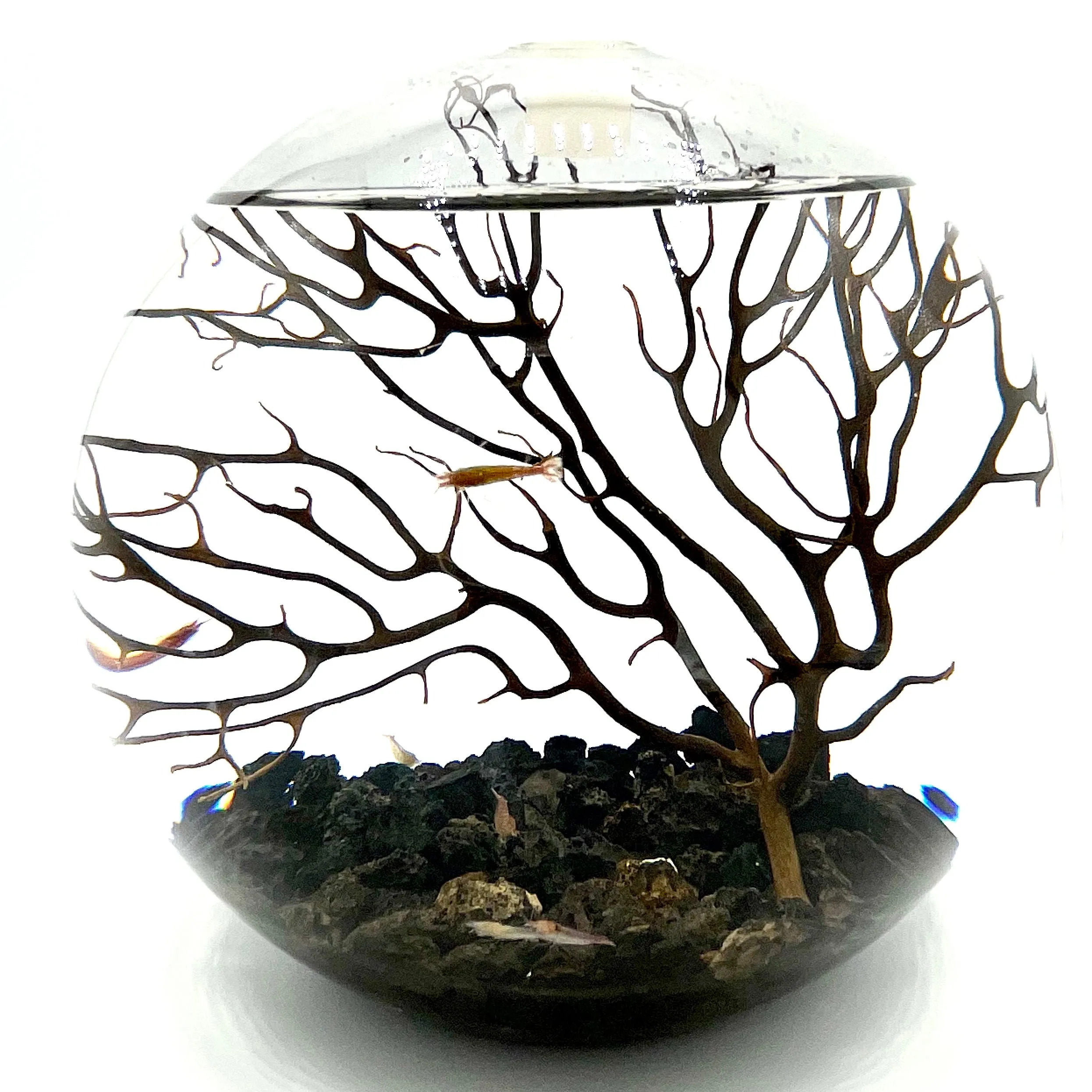 Handcrafted Open Glass Shrimparium – Sustainable Ecosystem with Opae Ula Shrimp