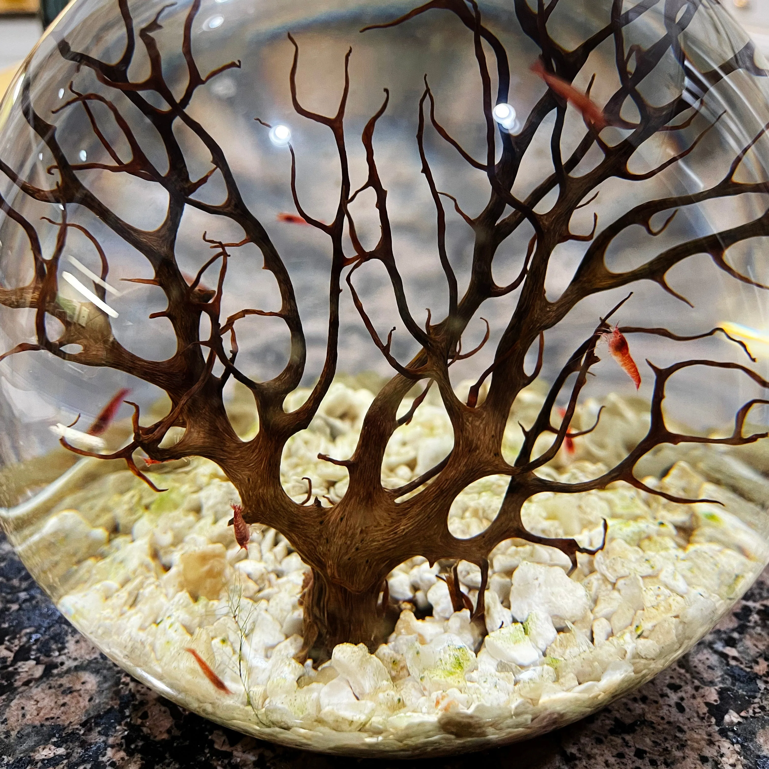 Handcrafted Open Glass Shrimparium – Sustainable Ecosystem with Opae Ula Shrimp