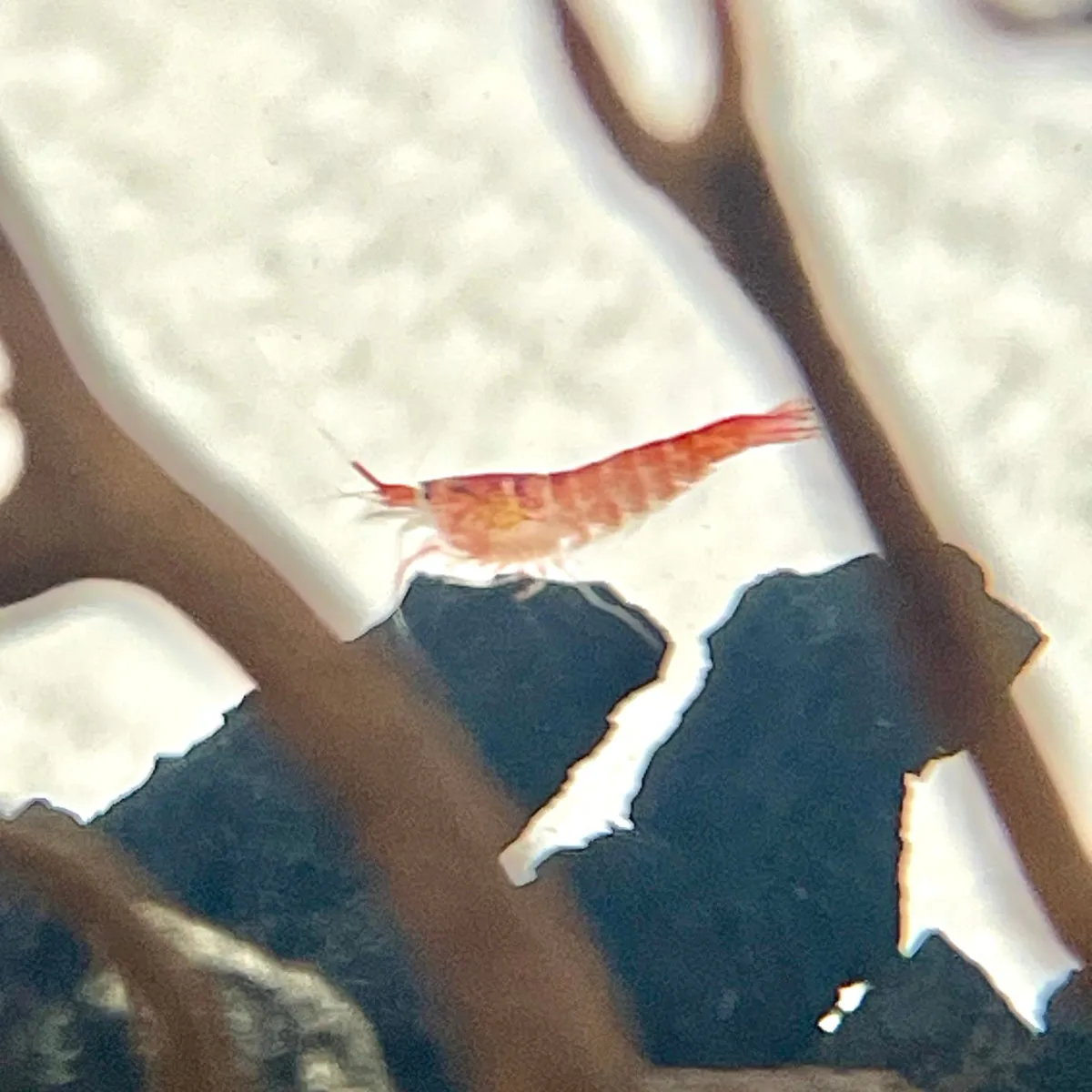 Handcrafted Open Glass Shrimparium – Sustainable Ecosystem with Opae Ula Shrimp