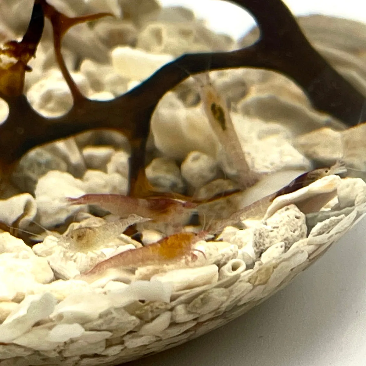 Handcrafted Open Glass Shrimparium – Sustainable Ecosystem with Opae Ula Shrimp