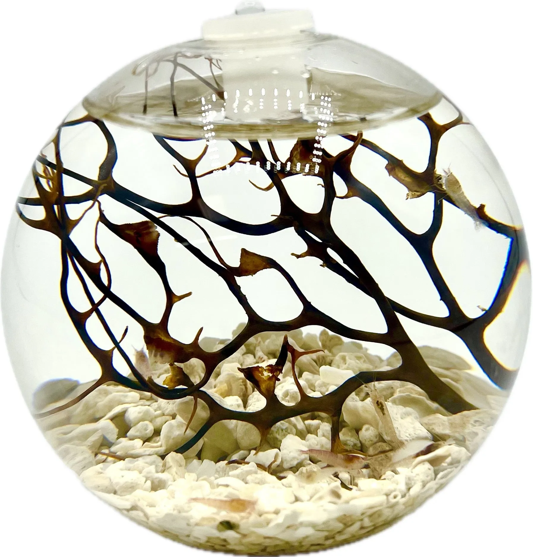 Handcrafted Open Glass Shrimparium – Sustainable Ecosystem with Opae Ula Shrimp