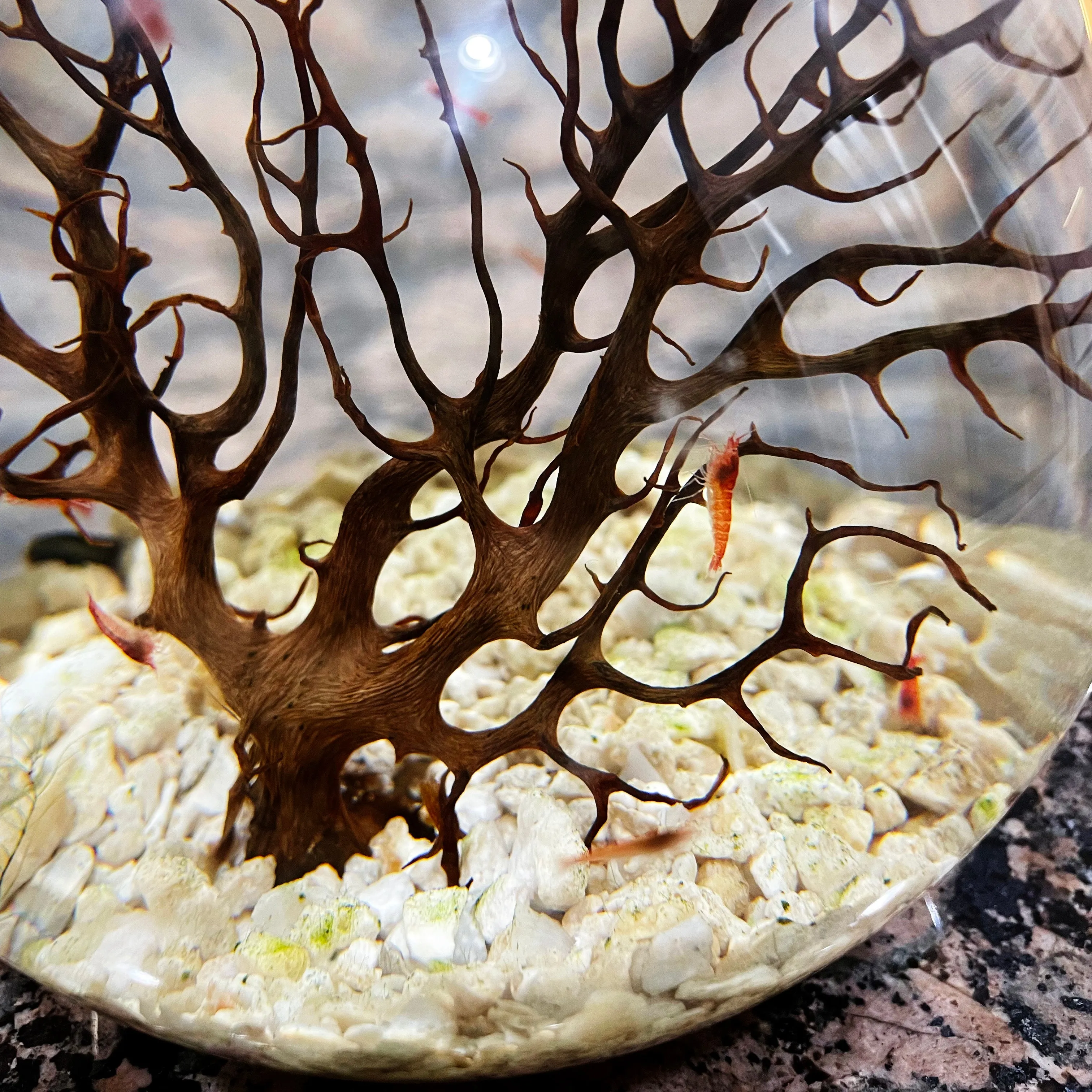 Handcrafted Open Glass Shrimparium – Sustainable Ecosystem with Opae Ula Shrimp