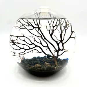 Handcrafted Open Glass Shrimparium – Sustainable Ecosystem with Opae Ula Shrimp