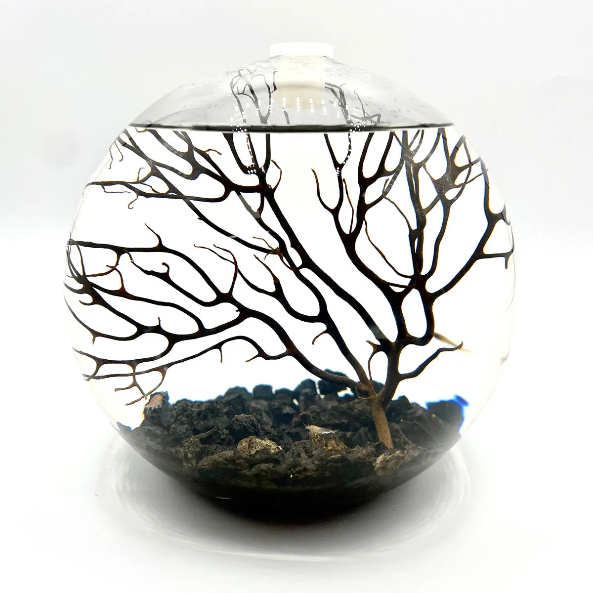Handcrafted Open Glass Shrimparium – Sustainable Ecosystem with Opae Ula Shrimp