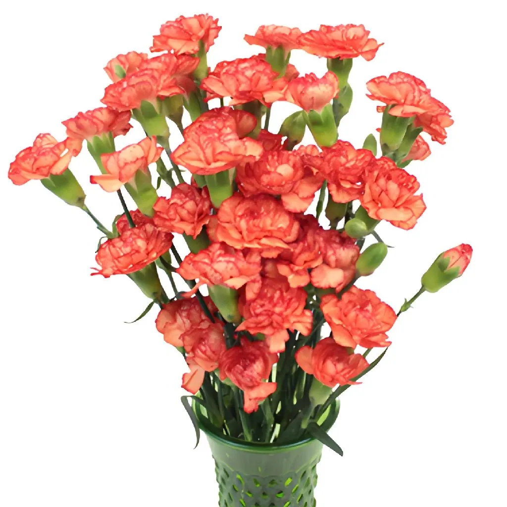 Marmalade Orange Mini Carnation Flowers