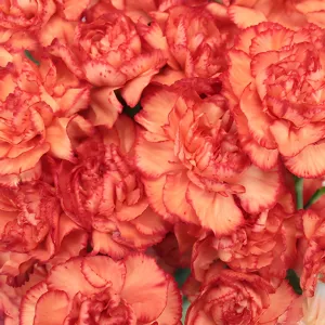 Marmalade Orange Mini Carnation Flowers