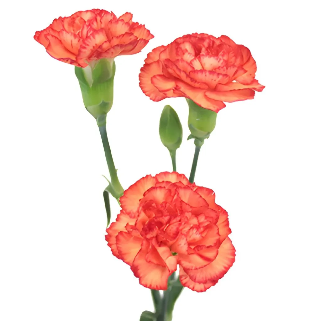 Marmalade Orange Mini Carnation Flowers